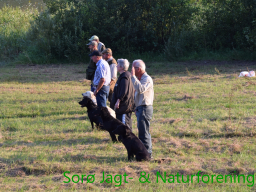 Hundetræning efterår 2015